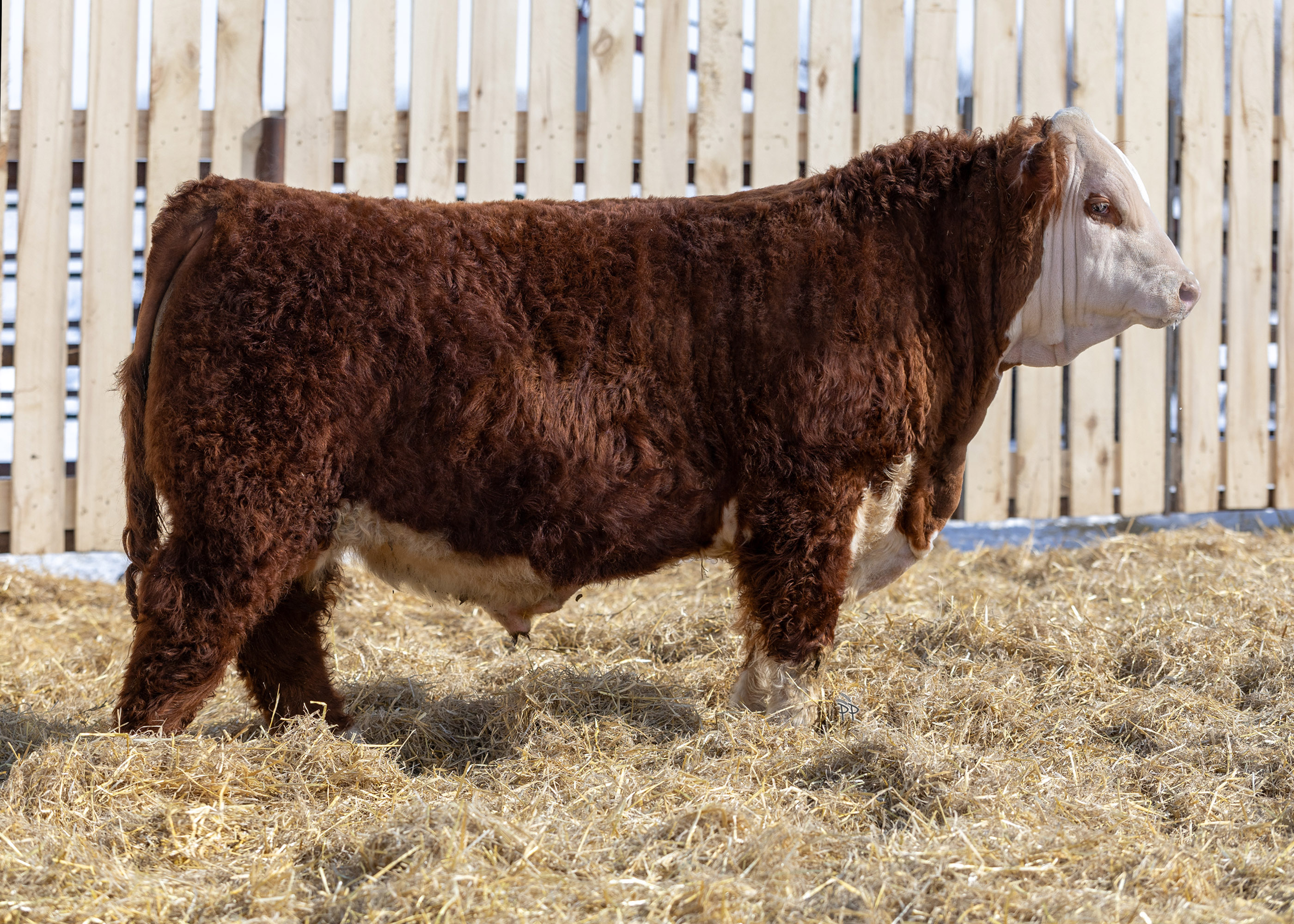 bull